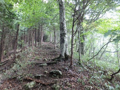 左方は岡山県の植林帯、右方は兵庫県の自然林で対照的な道